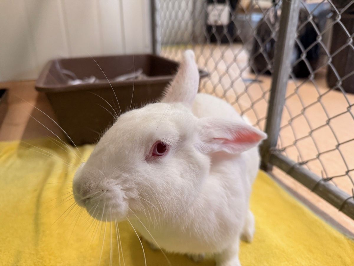 Gallery image: Aster