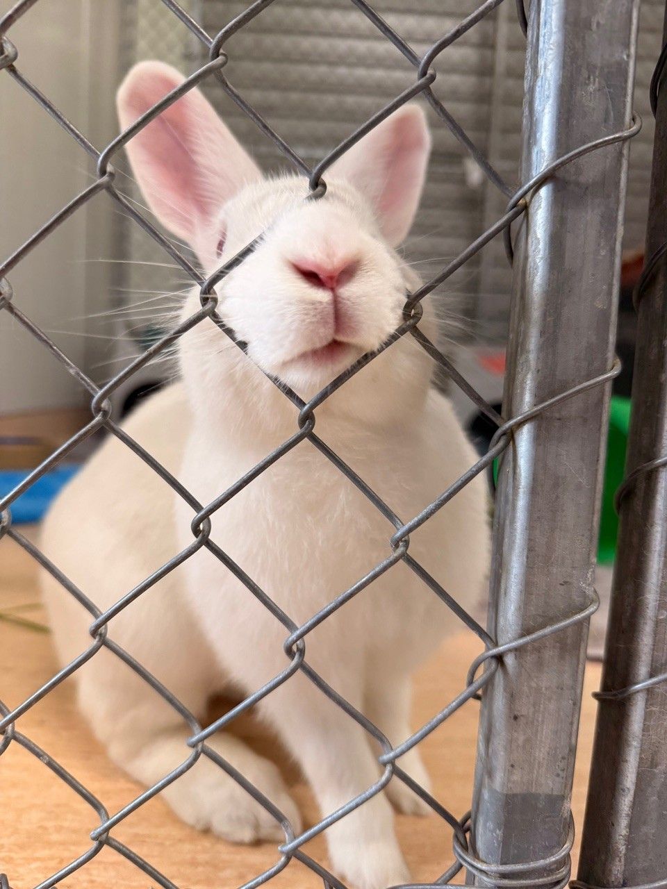 Gallery image: Aster