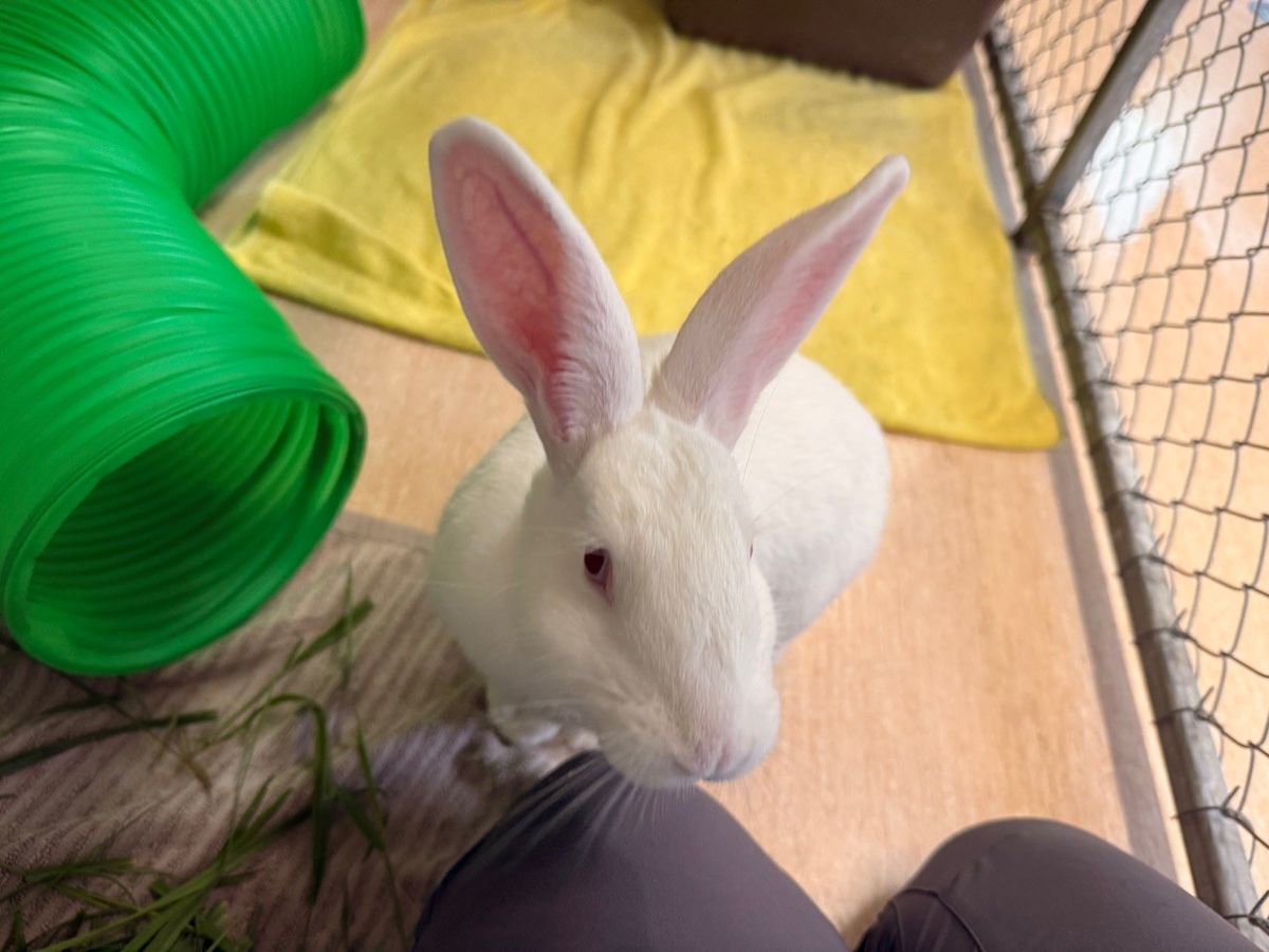 Gallery image: Aster