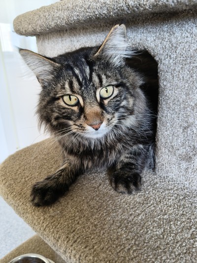 Bronson - Domestic Medium Hair