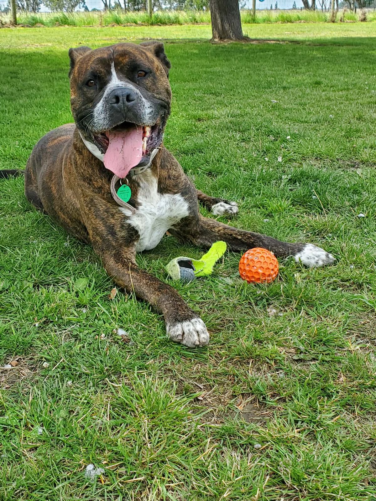 Gallery image: Arnie