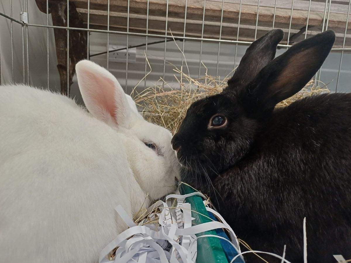 Gallery image: Freya