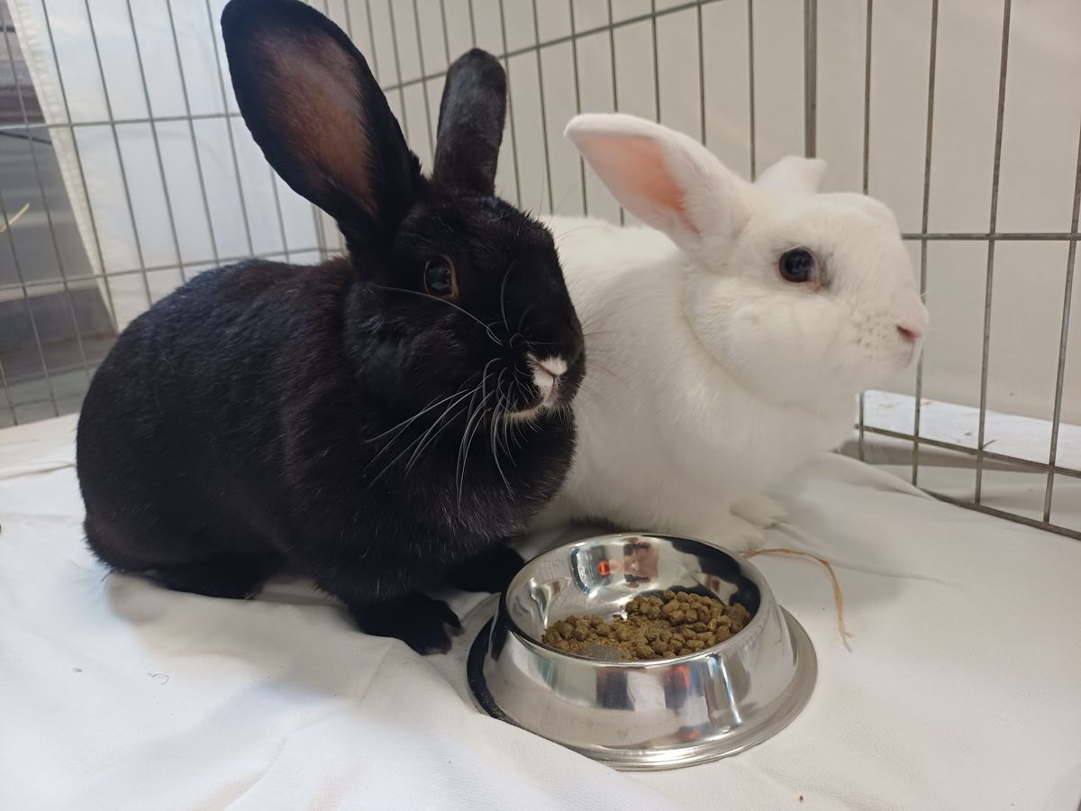 Gallery image: Freya