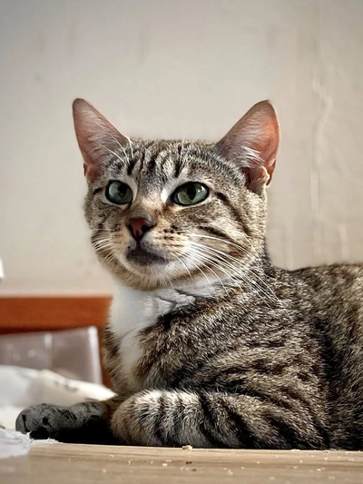 Penny - Domestic Short Hair