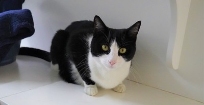 Luna - Domestic Short Hair