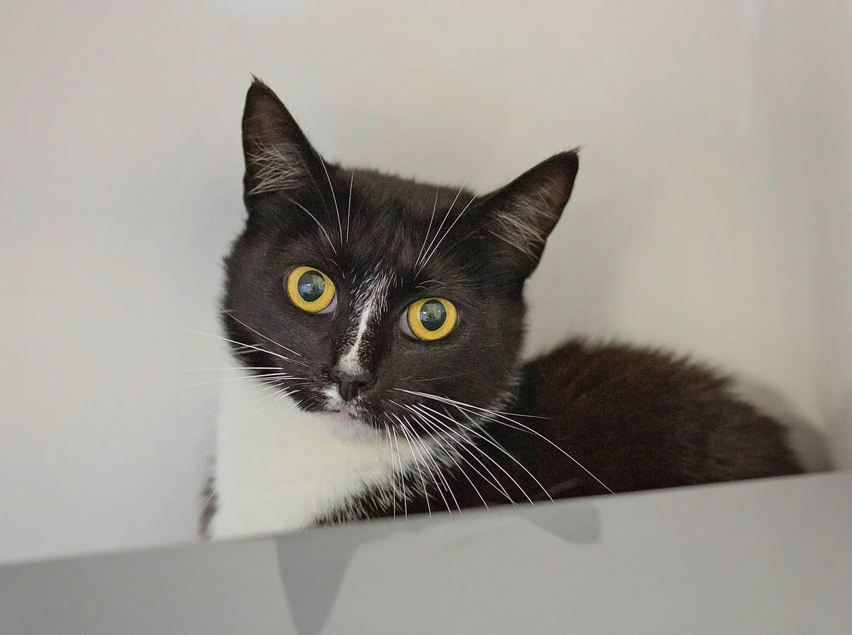 Gallery image: Tweet