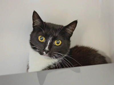 Tweet - Domestic Short Hair