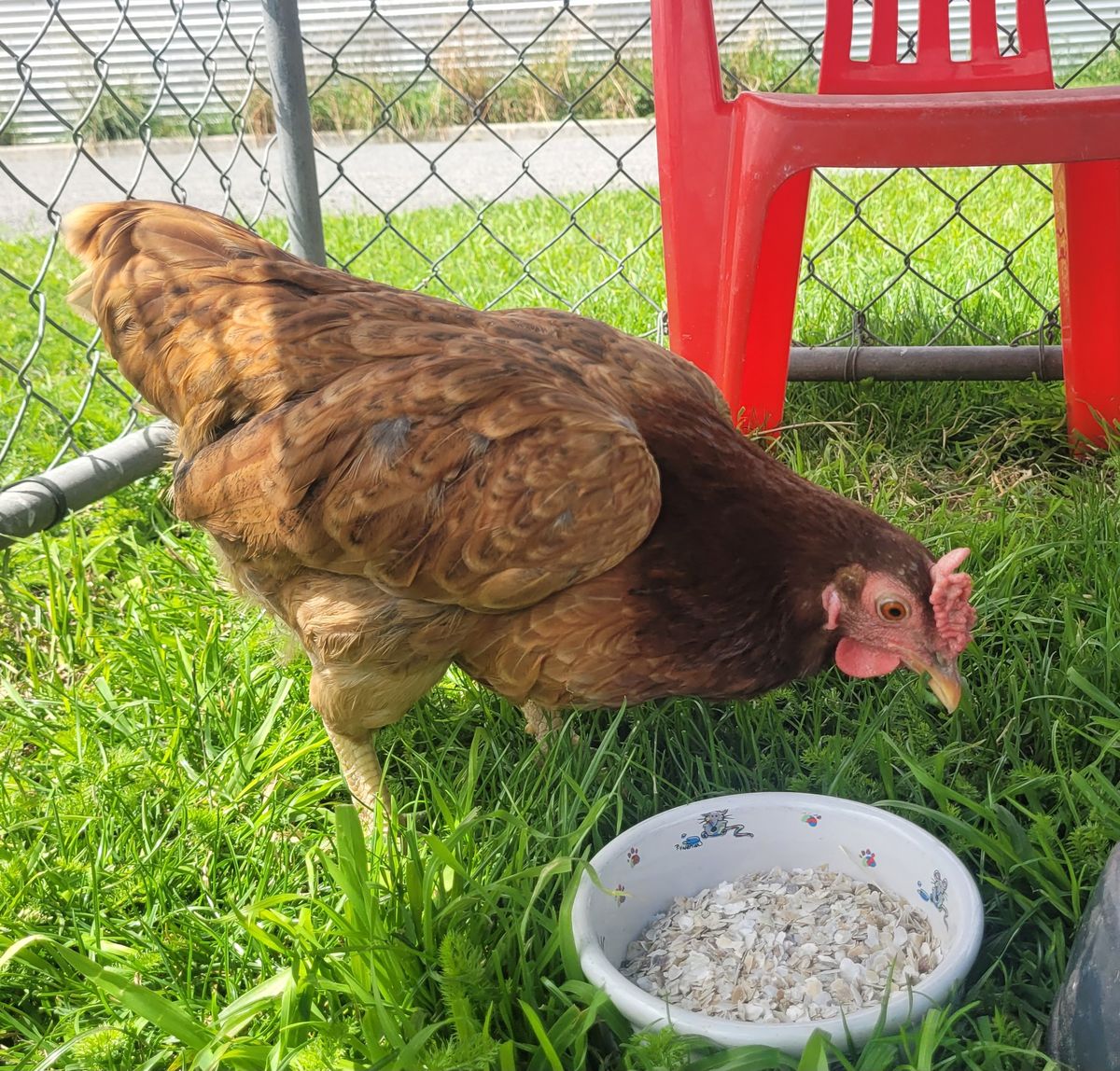 Gallery image: Petal