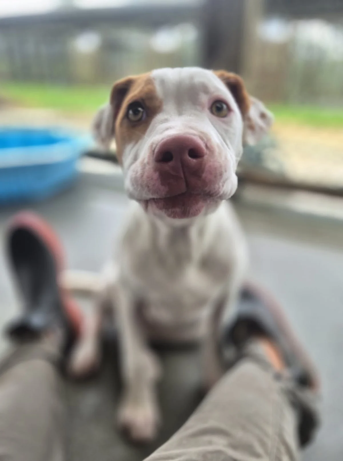 Gallery image: Brandy