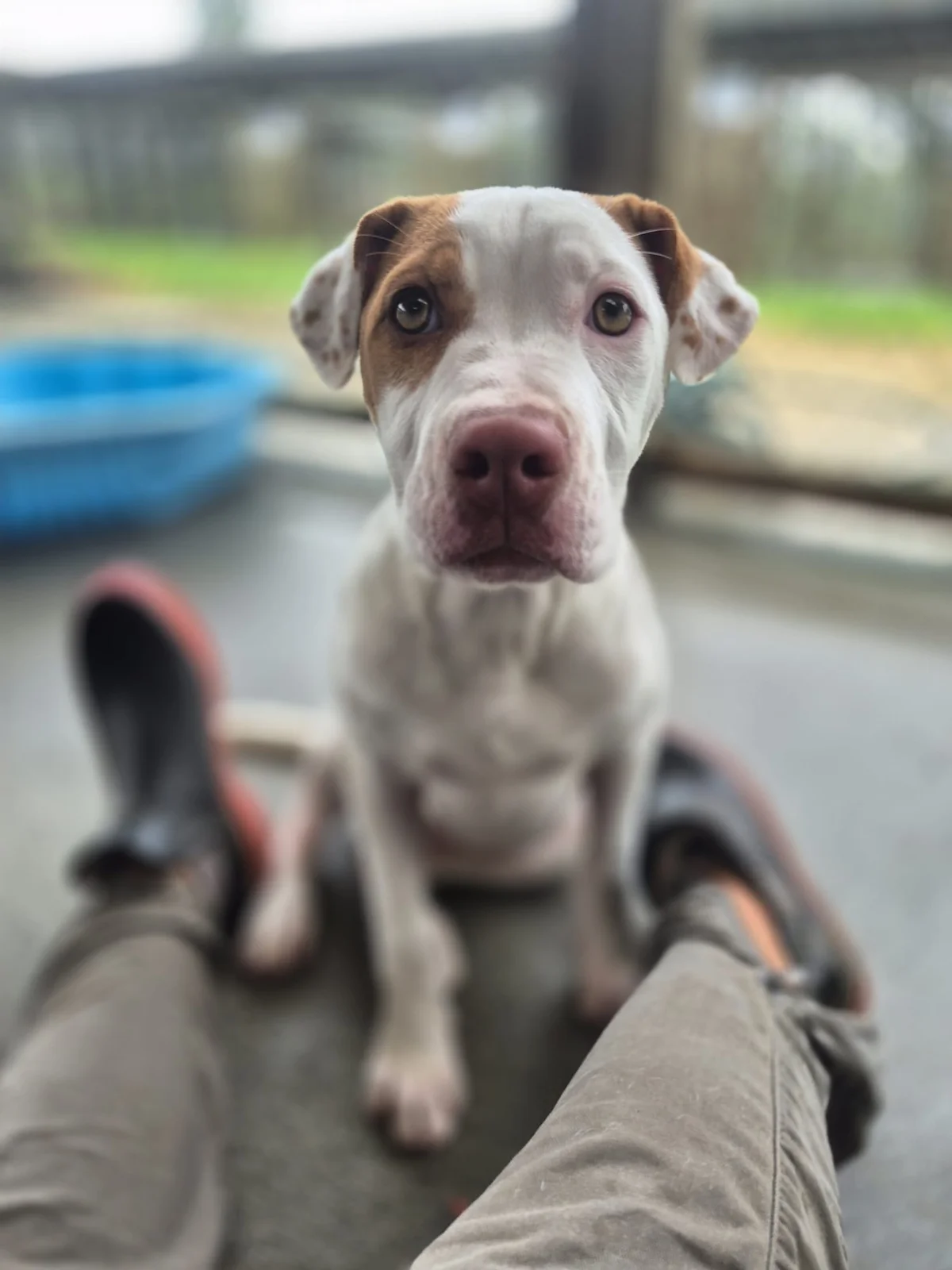 Gallery image: Brandy