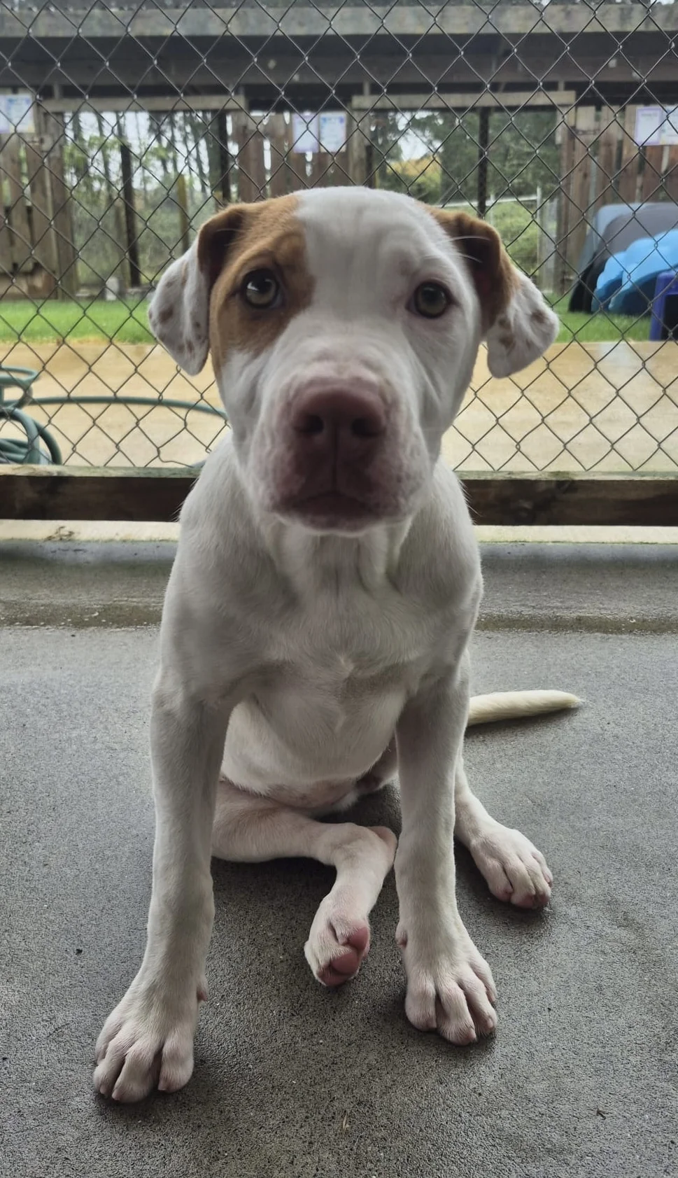 Gallery image: Brandy