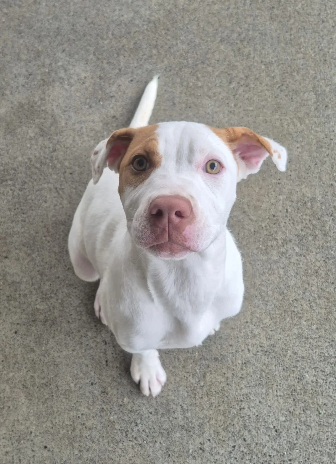 Gallery image: Brandy