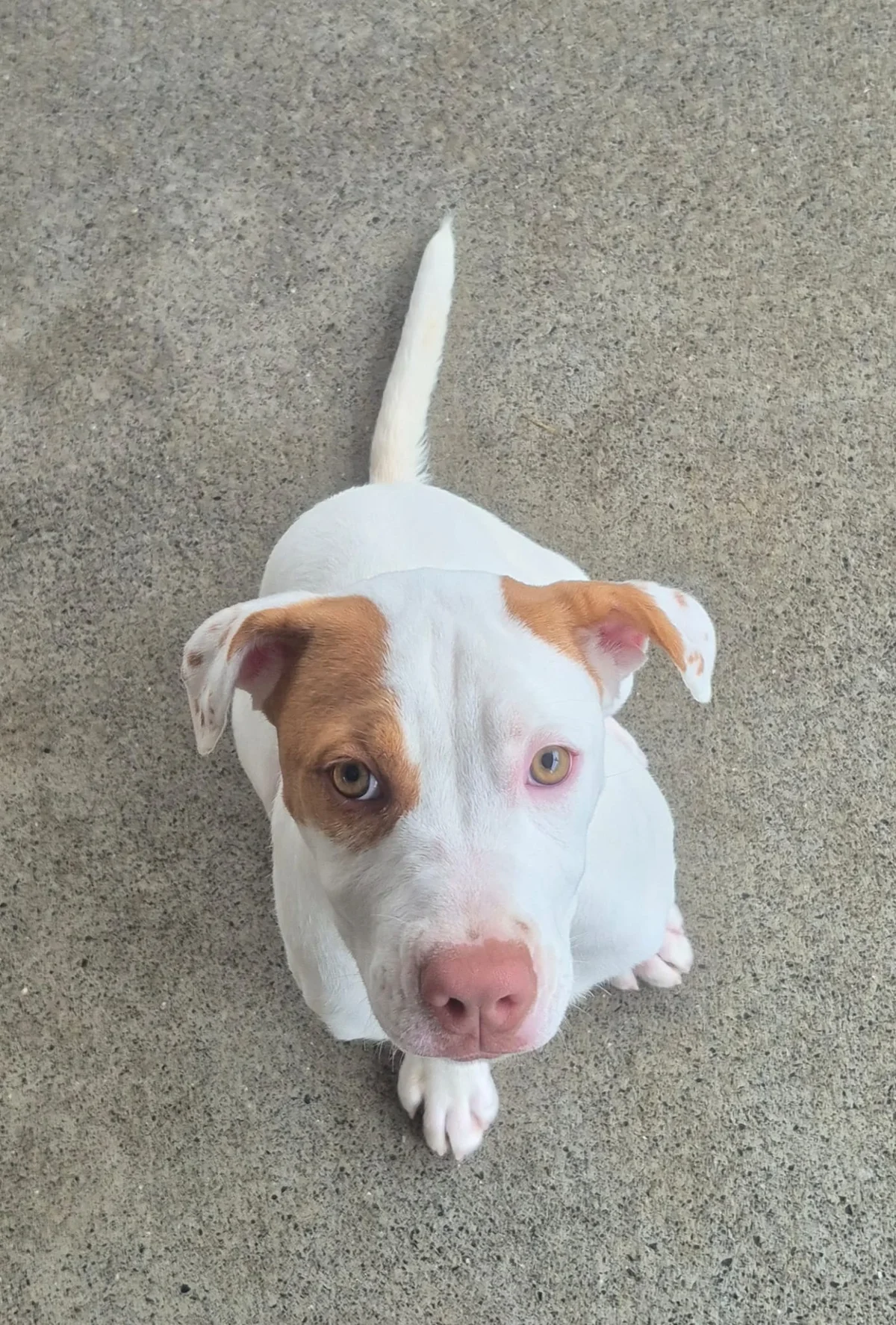 Gallery image: Brandy