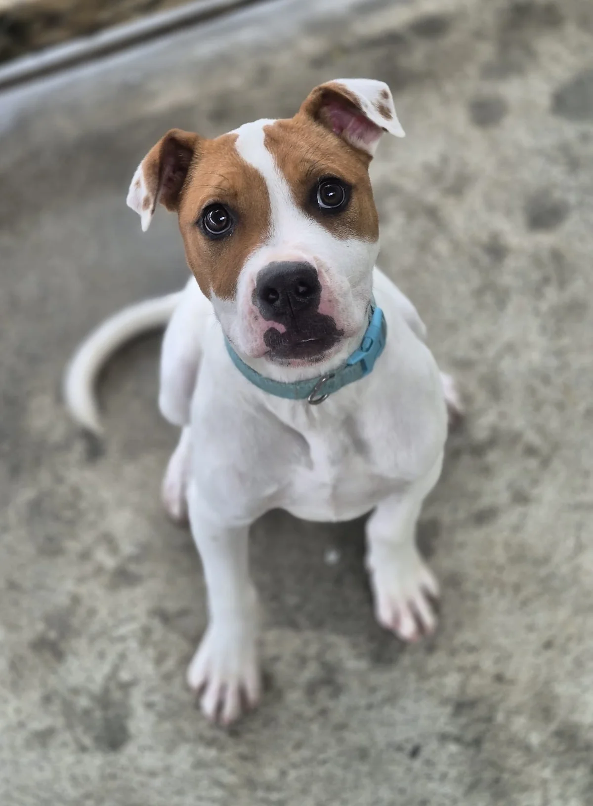 Gallery image: Barley