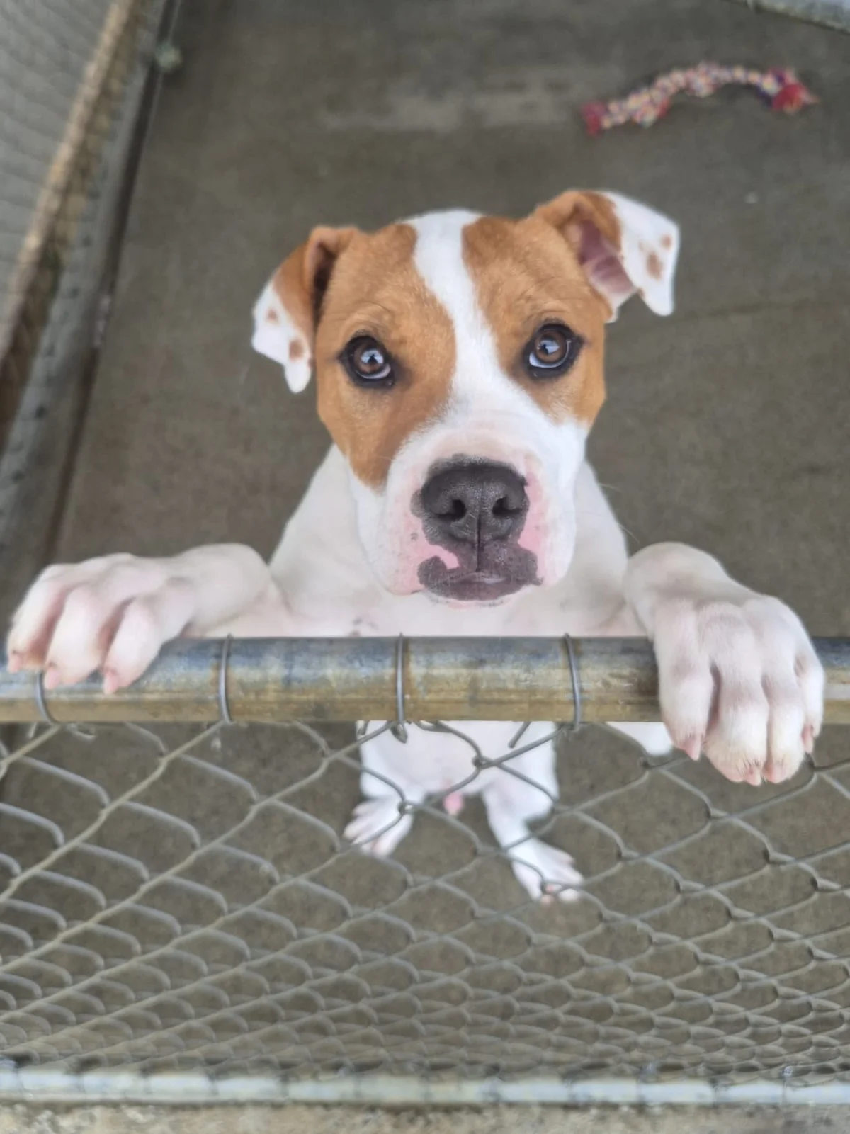 Gallery image: Barley