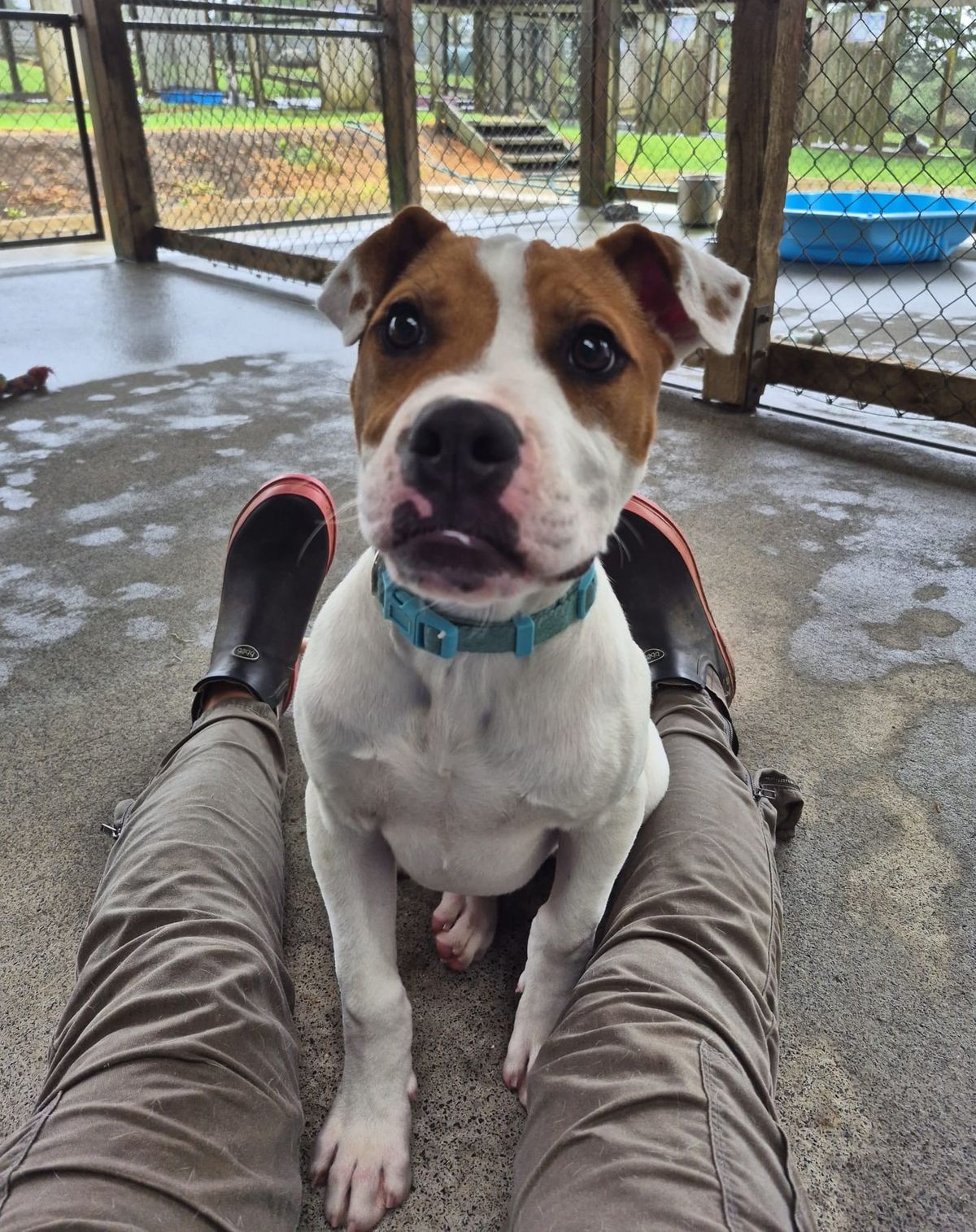 Gallery image: Barley