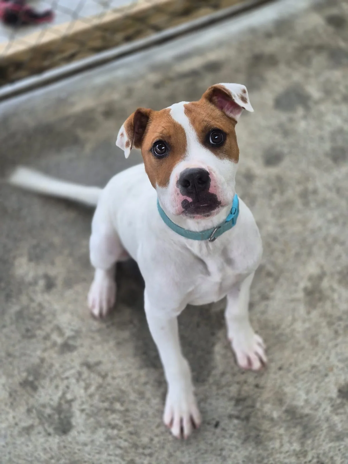 Gallery image: Barley