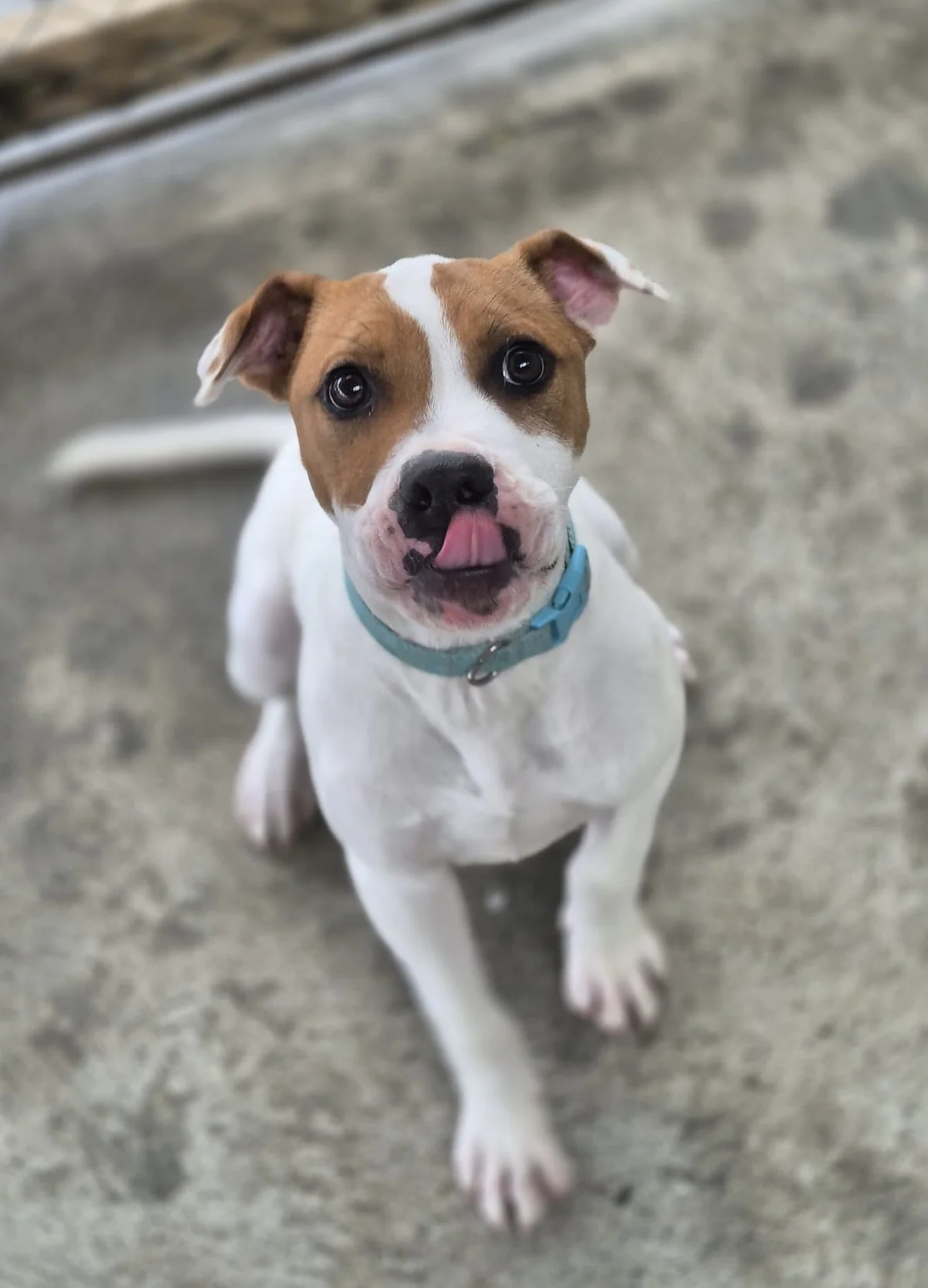 Gallery image: Barley