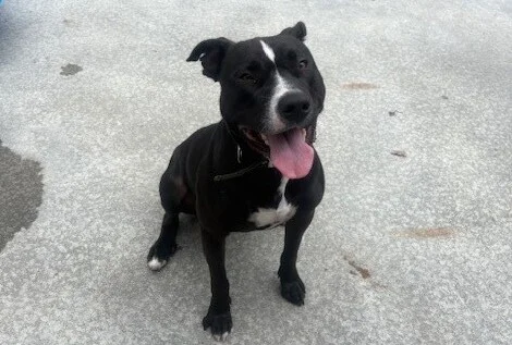 Gallery image: Boogie