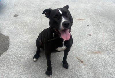 Boogie - Medium Cross Breed