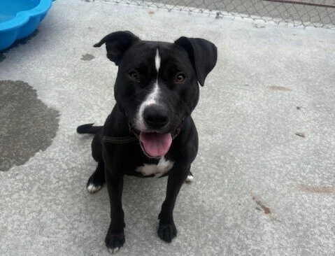 Gallery image: Boogie