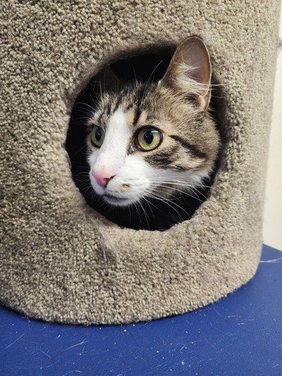 Leo - Domestic Medium Hair