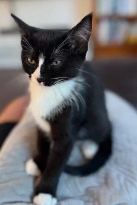 Gallery image: Braxton