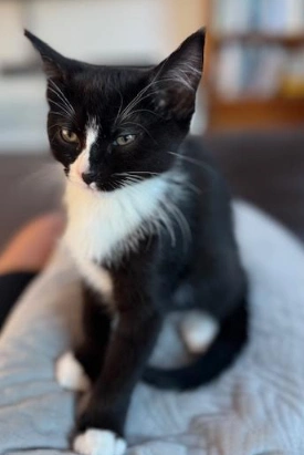 Braxton - Domestic Short Hair