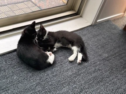 Gallery image: Braxton