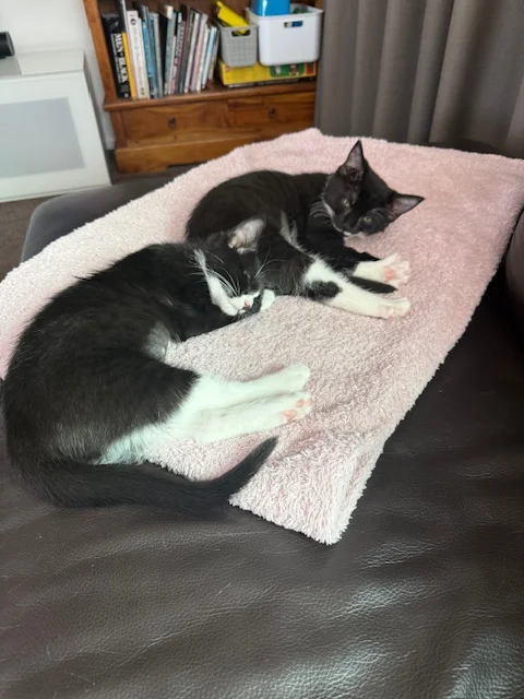 Gallery image: Gracie