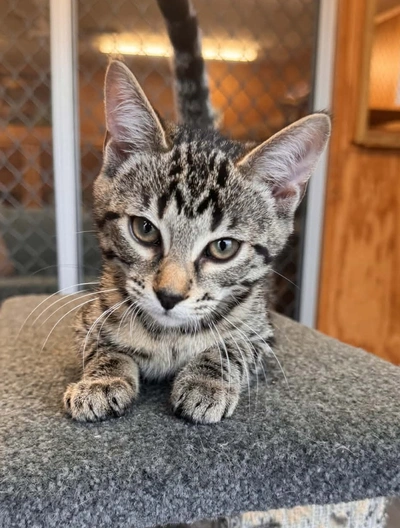 Gizmo - Domestic Short Hair