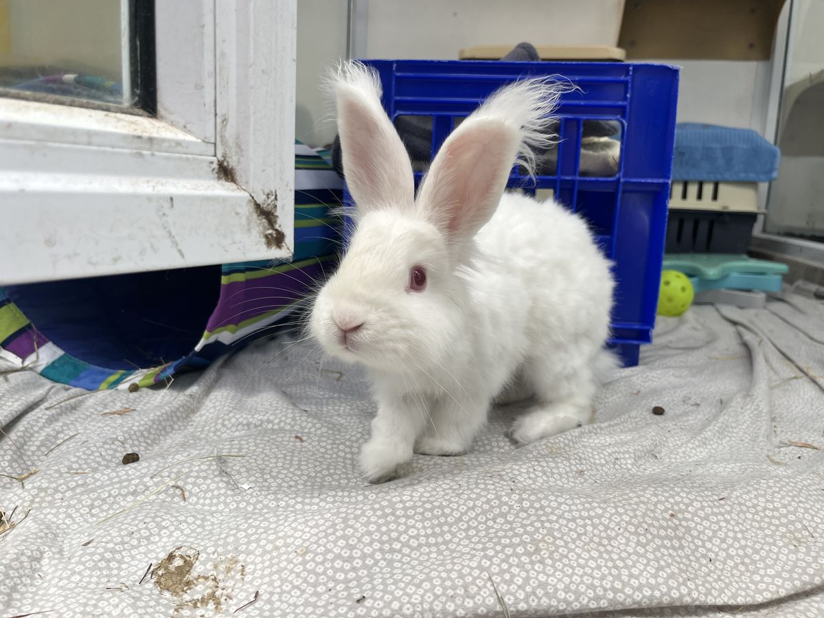 Gallery image: Macaroni