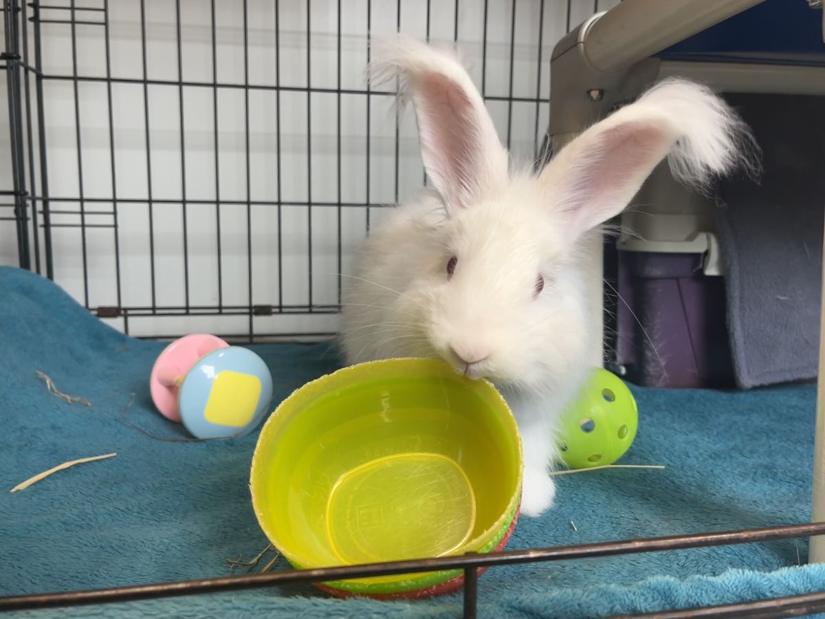 Gallery image: Macaroni