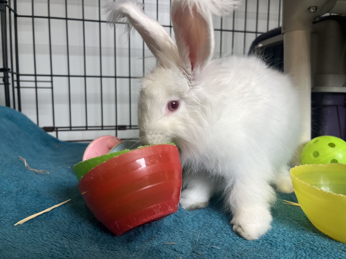 Gallery image: Macaroni