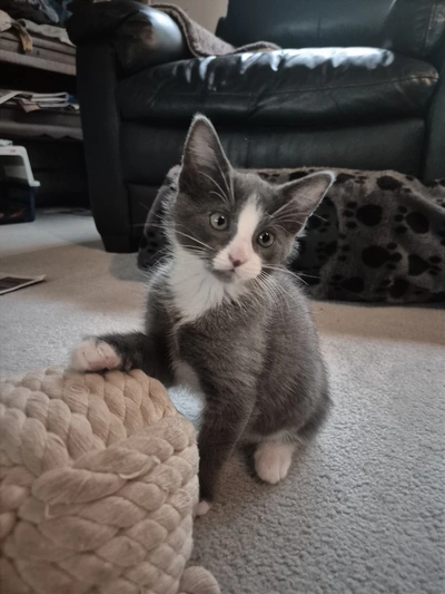 Cookies - Domestic Short Hair