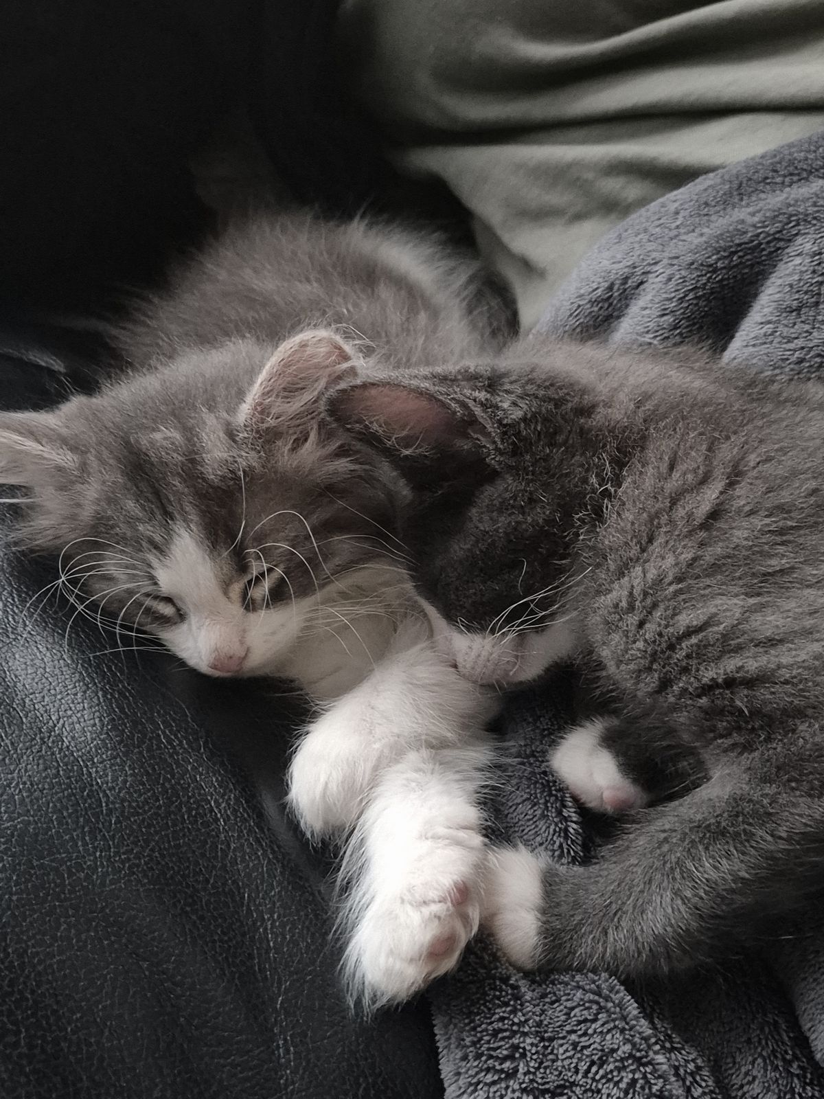 Gallery image: Cookies