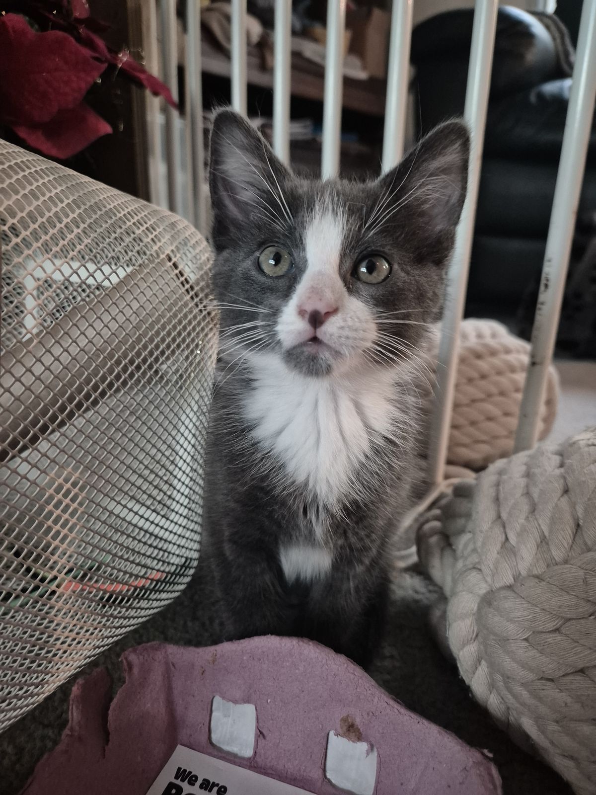 Gallery image: Cookies