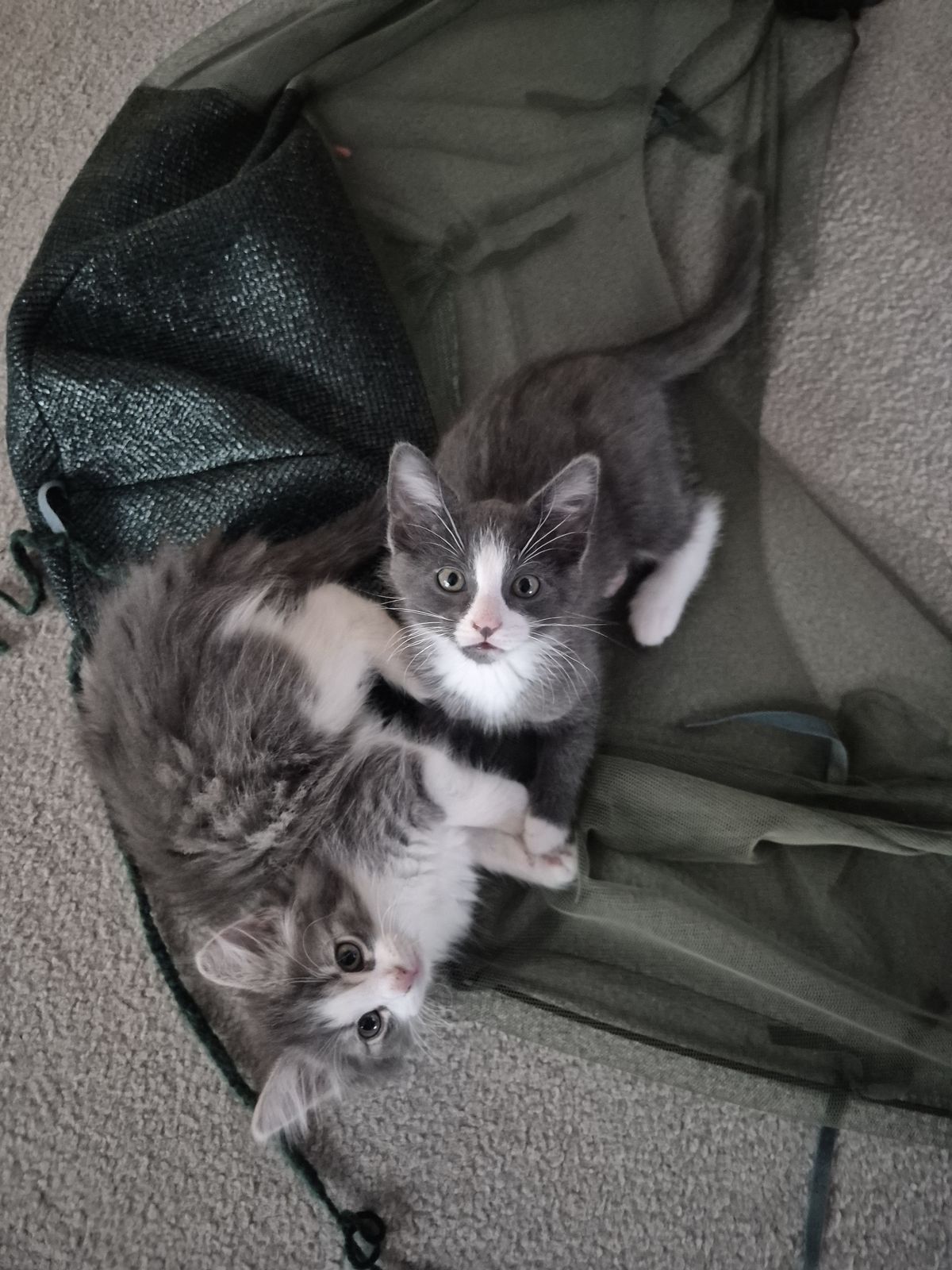 Gallery image: Cookies