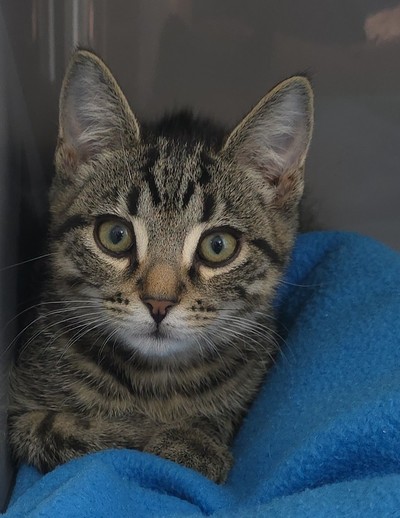 Hex - Domestic Short Hair