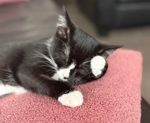 Gallery image: Braxton