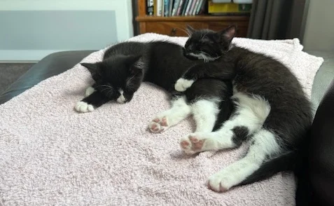 Gallery image: Braxton