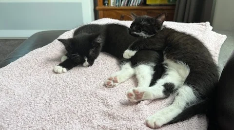 Gallery image: Gracie