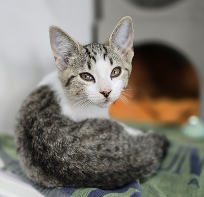 Billy - Domestic Short Hair