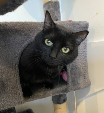 Lilith - Domestic Short Hair