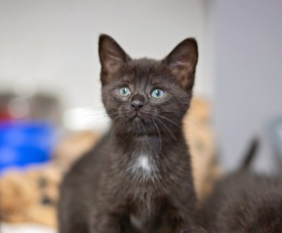 Jane - Domestic Short Hair