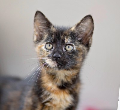 Amelia - Domestic Short Hair