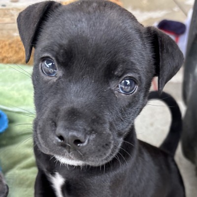 Janie - Medium Cross Breed