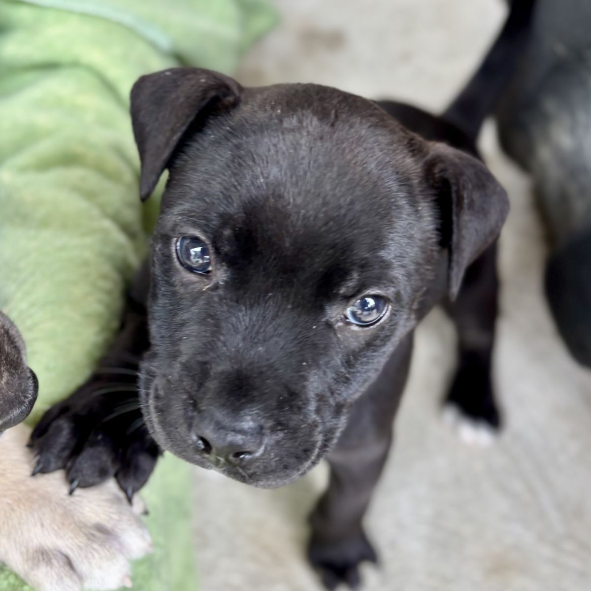 Gallery image: Janie