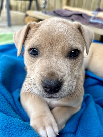 Juno - Medium Cross Breed