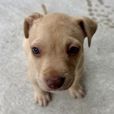 Jelly Baby - Medium Cross Breed